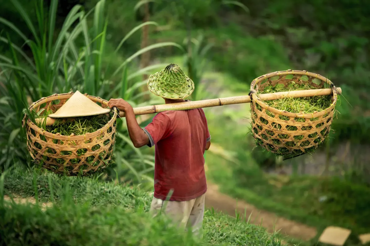 Person Bring Keranjang in the Middle of Paddy Field