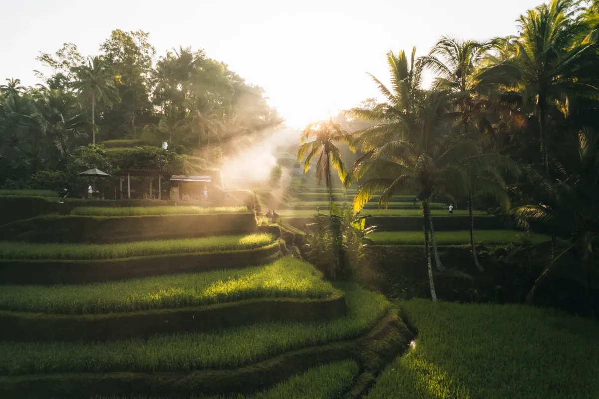Subak Irrigation Rice Paddy