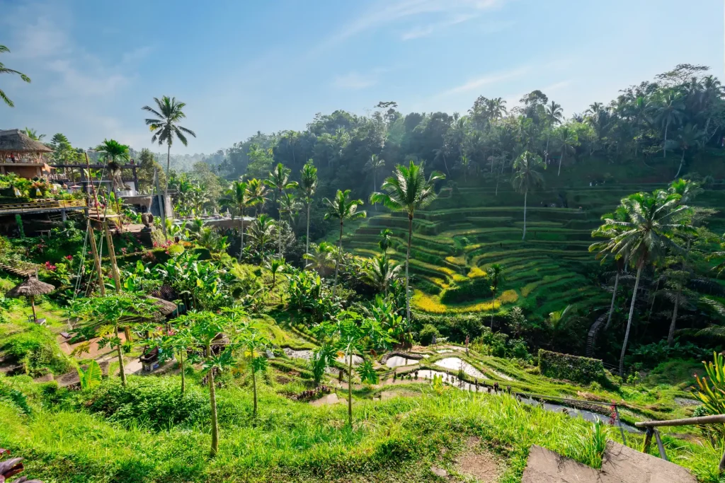 Ubud - Tegalalang Rice Field