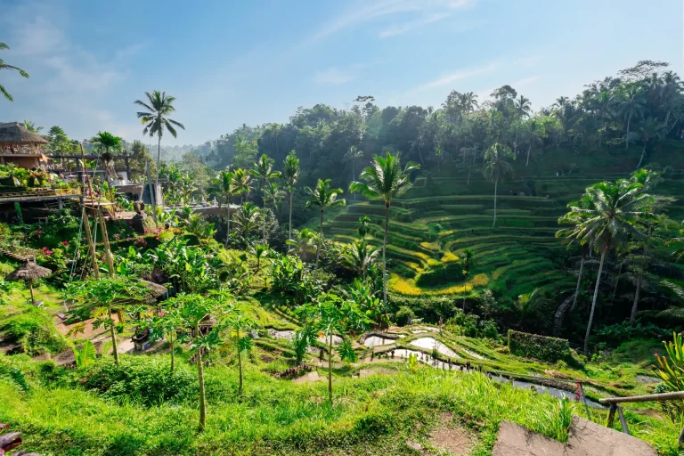 Ubud - Tegalalang Rice Field