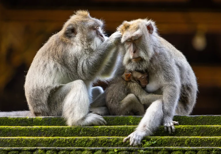 Monkey Forest